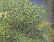 Vincent Van Gogh Lilacs (nn04) France oil painting artist
